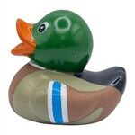 Mallard Duck -  