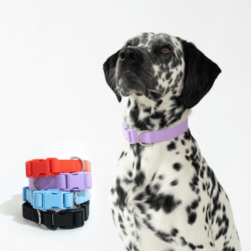 Main Product Image for Springer Large Dog Collar